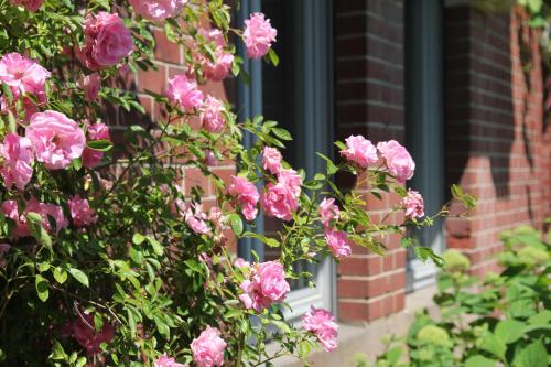 un bouquet de fleurs roses devant une fenêtre dans l'établissement Ferienwohnung Villa Elisabeth, à Erfurt