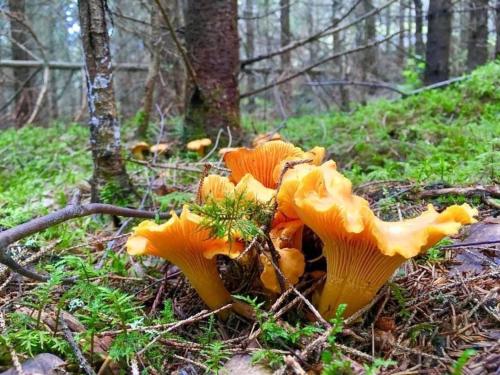 a group of orange mushrooms on the ground in the woods at Haus Vitsippan in Mariannelund