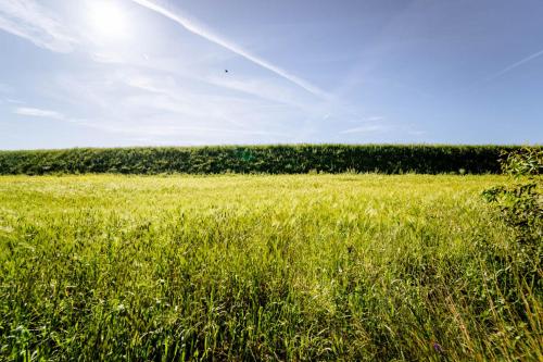 un campo de hierba verde con el cielo en el fondo en Agriturismo Bio San Mamiliano, en Grosseto