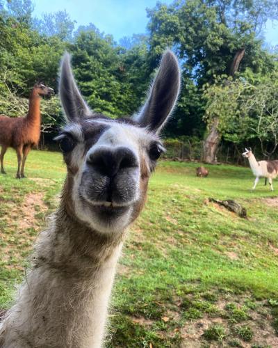 The Llama Farm France