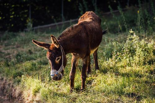 une vache brune debout dans un champ d'herbe dans l'établissement Karaiskos Agritourism Farm, à Portariá