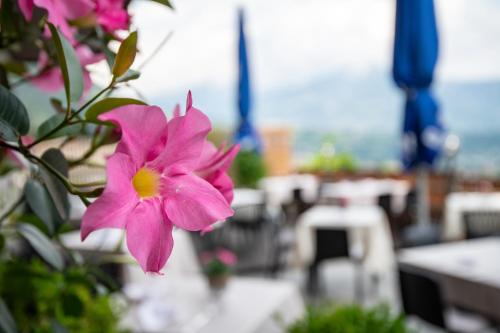 une fleur rose assise sur une table dans l'établissement Hotel Residence MaVie, à Lagundo