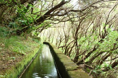 a canal in the middle of a forest with trees at Casa Neto Jardim in Calheta