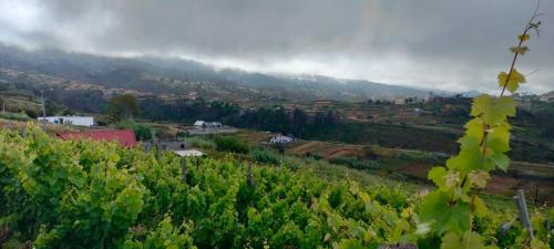 a view of a vineyard in a valley with a mountain at Casa Neto Jardim in Calheta