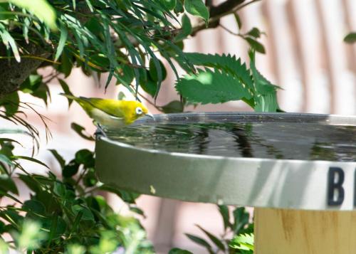 Imagine din galeria proprietății BIRD HOTEL în Kamakura