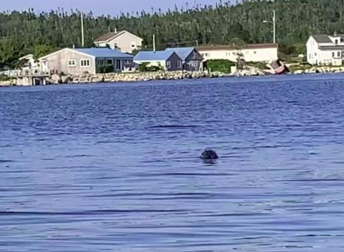 Bilde i galleriet til 181 Oceanside Inn i Peggy's Cove