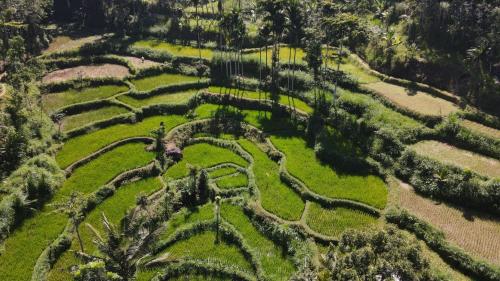 an aerial view of a terraced field at MY HOME tetebatu in Tetebatu