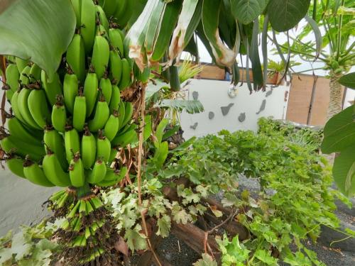 um monte de bananas penduradas numa bananeira em Paisaje Lunar em Tinajo