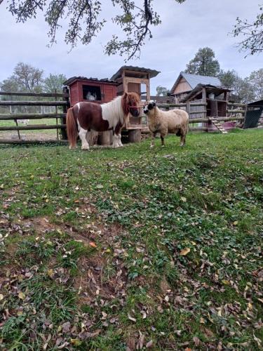 un cheval et un mouton debout dans un champ dans l'établissement Pensiunea Maramu, à Breb