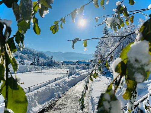 上施陶芬Ferienwohnung Sonneck的一座被雪覆盖的葡萄园,其背景是太阳