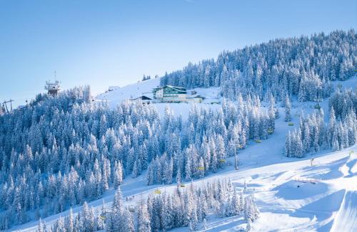 une piste de ski avec des arbres enneigés sur une montagne dans l'établissement Hotel-Restaurant Planaihof, à Schladming