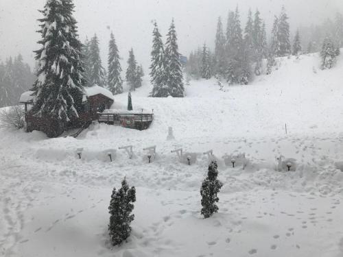 un campo cubierto de nieve con árboles y una casa en Sunrise Apartment Pamporovo, en Pamporovo