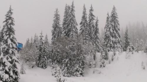 un grupo de árboles cubiertos de nieve en Sunrise Apartment Pamporovo, en Pamporovo