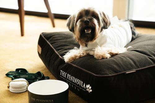 Huéspedes con una o varias mascotas en The Peninsula Tokyo