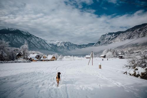 Apartmaji Triglav durante el invierno