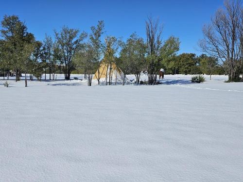 een met sneeuw bedekt veld met bomen en een paard in de verte bij Apt 2 - Ketchum at High Plains Lodge in Clayton