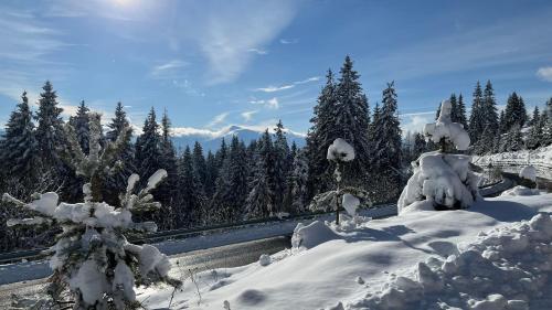 ヤブルニツァにあるКотедж Краєвидの雪に覆われた森と木々と道路