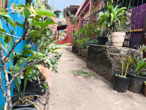 Kebun di luar Tiny Temple