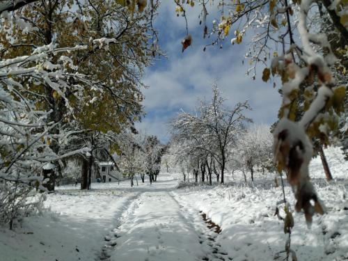 une route enneigée avec des arbres au loin dans l'établissement Holiday home Nanin konak 2, à Vrdnik