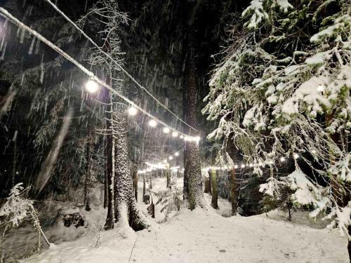 eine Gruppe von Lichtern, die von Bäumen im Schnee hängen in der Unterkunft Borovets Villa Park studio in Borowez