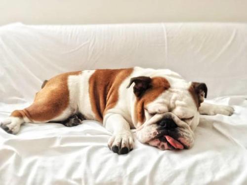 un cane marrone e bianco sdraiato su un letto di Greulich Design & Boutique Hotel a Zurigo