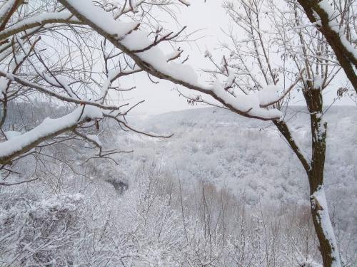 un albero innevato con vista su un campo di Сottage "Family Estate" a Kam"janec'-Podil's'kyj