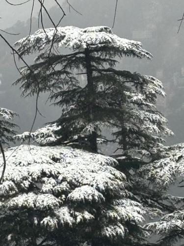 a pine tree covered in snow on a mountain at Aaram Baagh Simla in Shimla