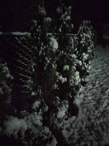 un albero ricoperto di neve accanto a una recinzione di Nad Cheremoshem a Tyudov