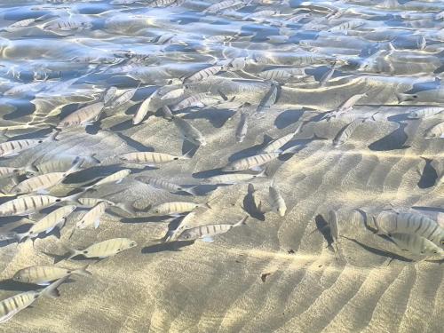 um bando de peixes nadando na areia em AC Hotel Gran Canaria by Marriott em Las Palmas de Gran Canárias