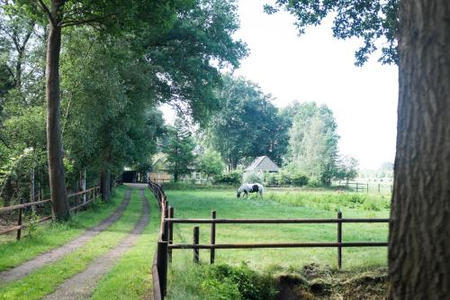 Ein Pferd weidet auf einem Feld mit einem Zaun in der Unterkunft Gastenverblijf Het Muzehuis in Dalfsen