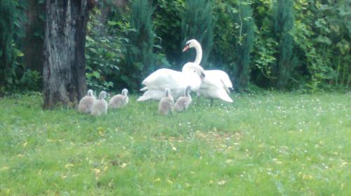 Animales en el agroturismo o alrededores