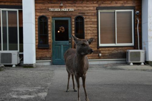 een hert dat voor een gebouw staat bij The Deer Park Inn in Nara