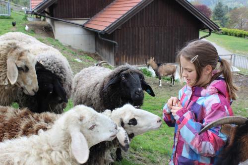 Una bambina in piedi accanto a un gruppo di pecore di Flackl - Wirt a Reichenau