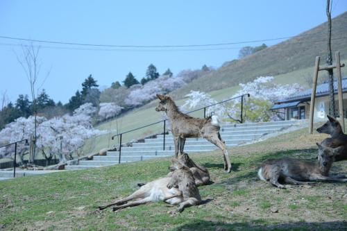 een geitje die op een boom staat bij The Deer Park Inn in Nara