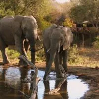 Umlani Bushcamp, hotelli kohteessa Timbavatin luonnonsuojelualue