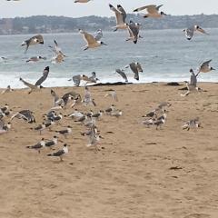 Cabañas en Algarrobo Norte