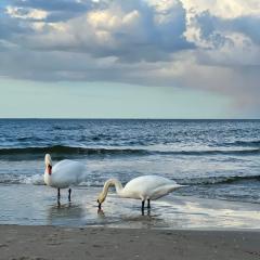 Kleine FeWo in Heringsdorf auf der Insel Usedom