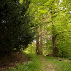 App 622 Panoramic Hohegeiß mit WLan Terrassenhaus