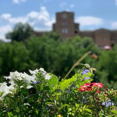 Spring/Пролет Veliko Tărnovo