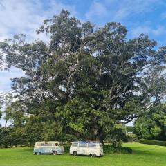 Cedia at Byron Bay Hinterland