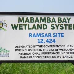 Mabamba Shoebills Watching