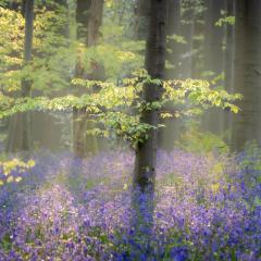 Bois de Hal