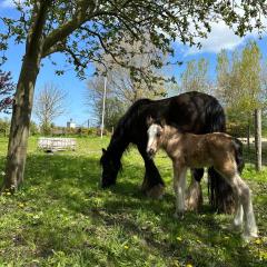 Het Tinkerparadijs, paarden, rust en ruimte.