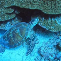 Paradise Rasdhoo Maldives