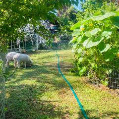 Bird Paradise & mini farm