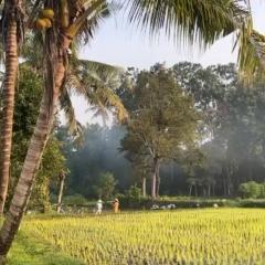 Tepi Sawah Syariah Homestay