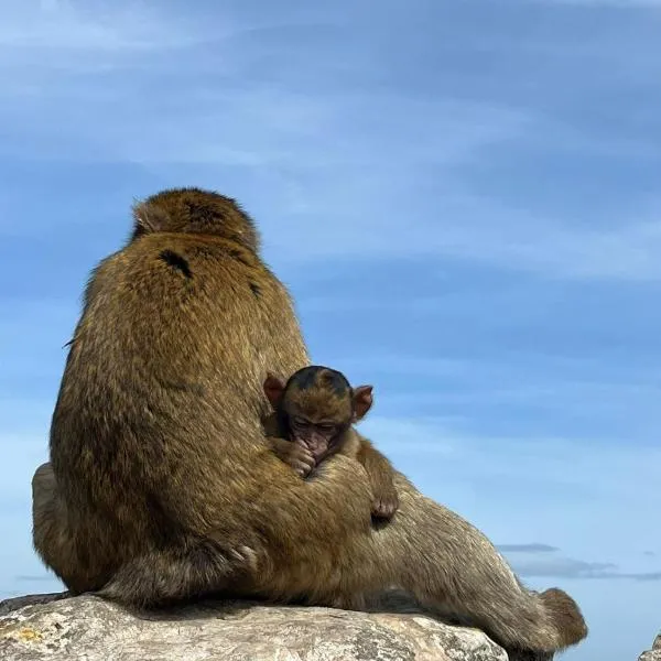 Sunny Gibraltar, готель у місті Гібралтар