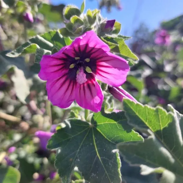 La Malva, hotel in Ostia Antica