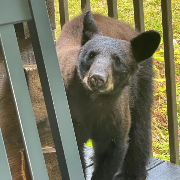 Bears Among Us, hotell i Gatlinburg