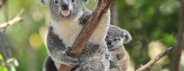 Ξενοδοχεία κοντά σε Australia Zoo